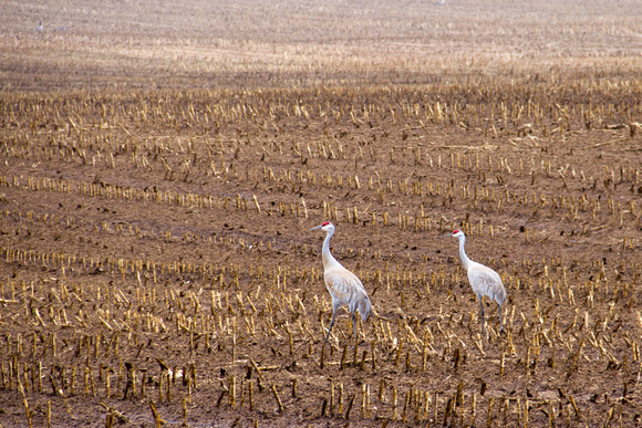 Sandhill Cranes