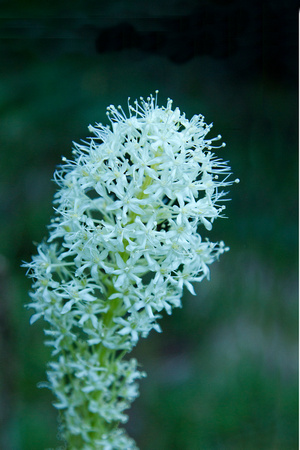 Beargrass