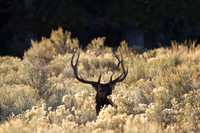 Bull Elk Resting
