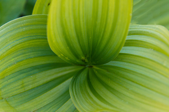 False Hellebore Detail