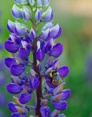 Bee on a Lupine