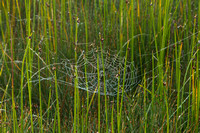Dew Covered Spider Web