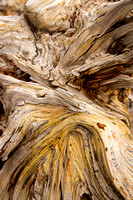 tree stump detail