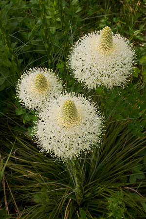 Beargrass blooms