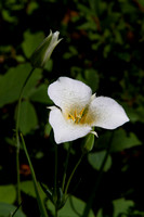 Mountain Mariposa Lily