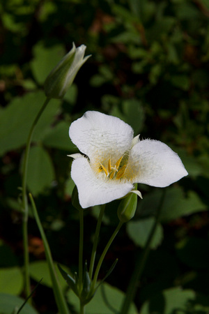 Mountain Mariposa Lily