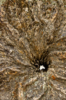 Petrified Tree Stump - Roosevelt NP