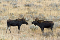 Yellowstone Bull Moose Pair