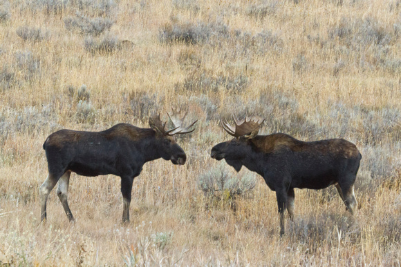Yellowstone Bull Moose Pair