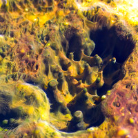 Algae Detail - Black Sand Basin