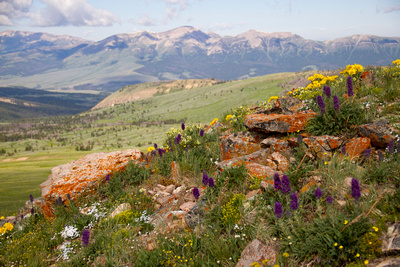 Monument Ridge Wildflowers