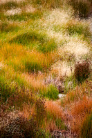 Colorful Grasses