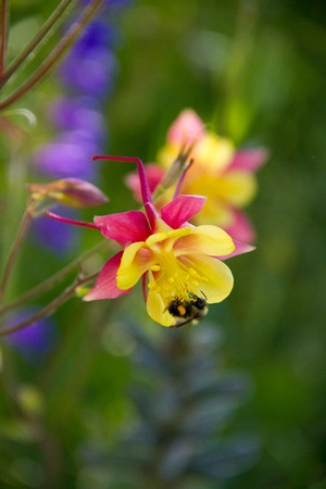 Columbine & Bee