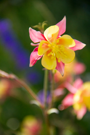 Pink Columbine