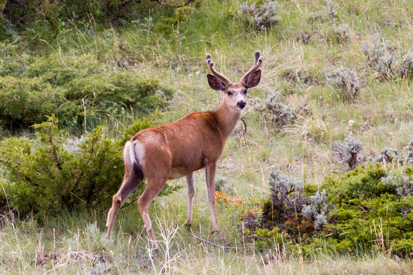 Mule Deer in Velvet