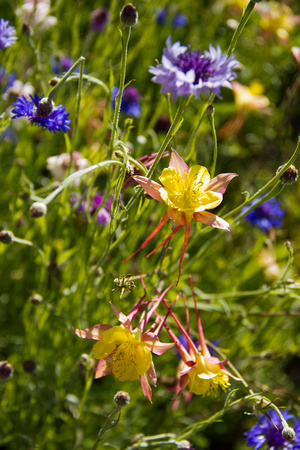 Columbines & Bachelor Buttons