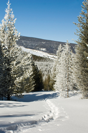 Snowshoe Tracks