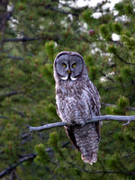Great Grey Owl I