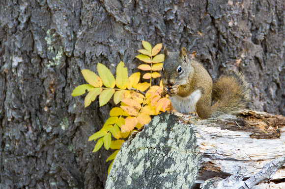 Grey Squirrel