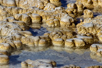 Anemone Geyser Detail - Upper Geyser Basin