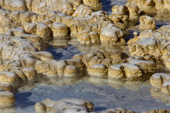 Anemone Geyser Detail - Upper Geyser Basin