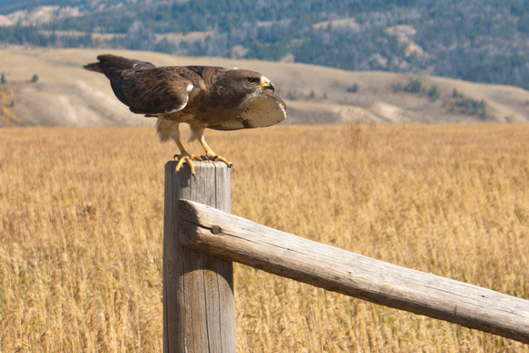 Swainson's Hawk