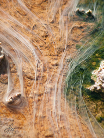 Runoff near Whirligig Geyser - Norris