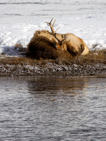 Napping Elk
