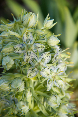 Green Gentian