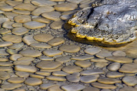 Pebbles in Aurum Geyser - Upper Geyser Basin