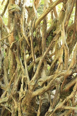 Cedar Root, Glacier NP