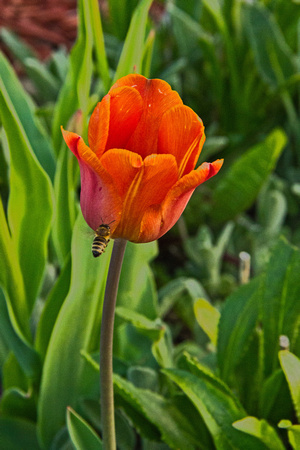 Garden Visitor